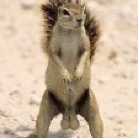SquirrelNutz's picture